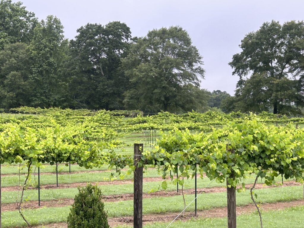 Rows of grape vines in a vineyard wedding venue near Atlanta.