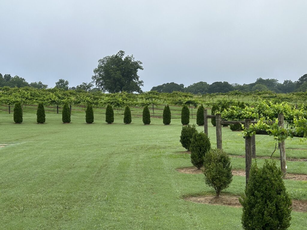 A ceremony site in a vineyard at an Atlanta area wedding venue. Green grass, green shrubs, green trees and green grape vines make for a lush, organic scene.